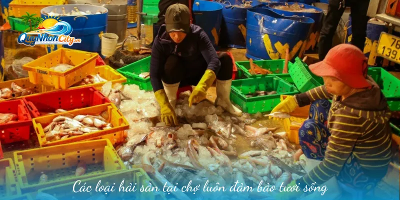Chợ Cá Hàm Tử Quy Nhơn – Trải Nghiệm Hải Sản Giá Gốc 3 Các loại hải sản tại chợ luôn đảm bảo tươi sống