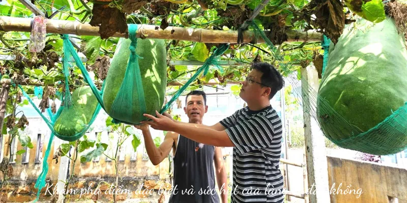 Làng Bí Đao Khổng Lồ Bình Định: Điểm Đến Tham Quan Độc Đáo 1 Khám phá điểm đặc biệt và sức hút của làng bí đao khổng lồ