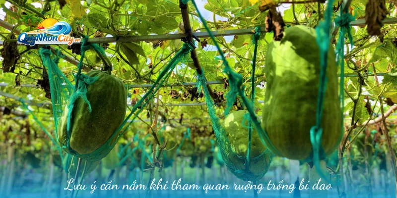 Làng Bí Đao Khổng Lồ Bình Định: Điểm Đến Tham Quan Độc Đáo 3 Lưu ý cần nắm khi tham quan ruộng trồng bí đao