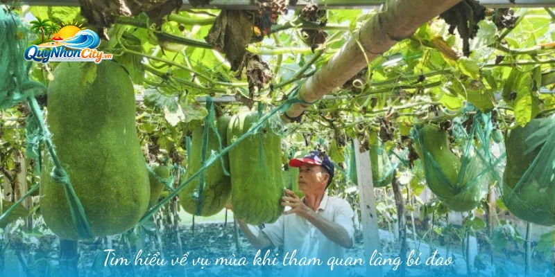 Làng Bí Đao Khổng Lồ Bình Định: Điểm Đến Tham Quan Độc Đáo 2 Tìm hiểu về vụ mùa khi tham quan làng bí đao